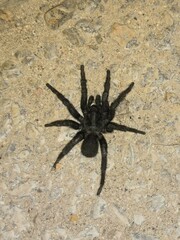 Amblyocarenum walckenaeri