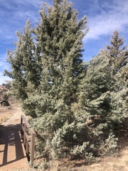 Cupressus glabra