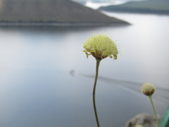 Cephalaria uralensis