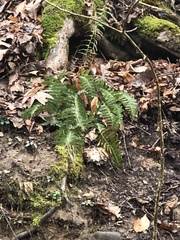 Polystichum