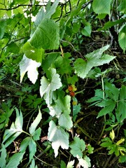 Ribes rubrum