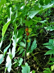 Ribes rubrum