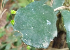 Brasiliopuntia brasiliensis