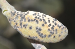 Coniothyrium