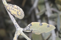Coniothyrium