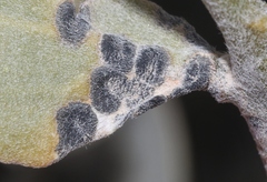 Coniothyrium