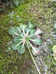 Saxifraga spathularis