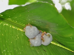 Ectophylla alba
