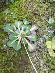 Saxifraga spathularis