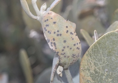 Coniothyrium