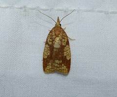 Cenopis ferreana