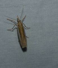 Crambus praefectellus