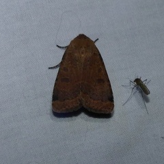 Abagrotis cupida