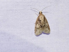 Platynota exasperatana