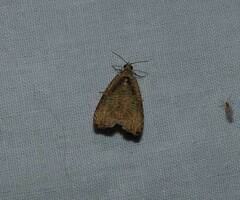 Olethreutes exoletum