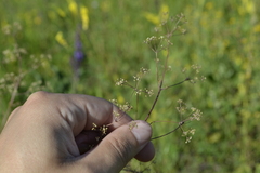 Trinia multicaulis