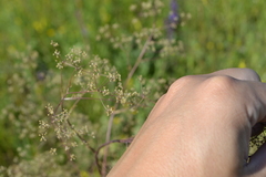 Trinia multicaulis