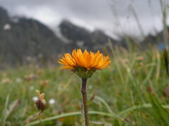 Erigeron aurantiacus