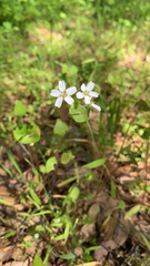 Claytonia parviflora