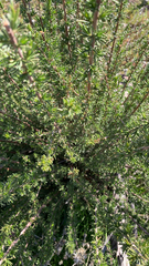 Adenostoma fasciculatum