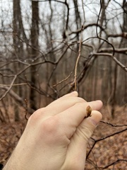 Rhododendron canescens