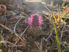 Veronica wyomingensis