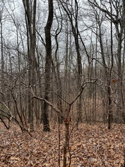 Rhododendron canescens