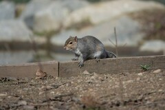 Sciurus carolinensis