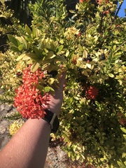 Ixora coccinea