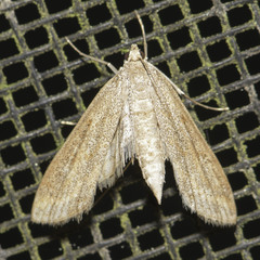 Parapoynx allionealis