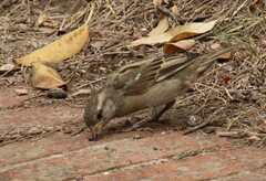 Passer domesticus