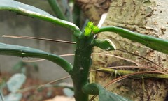 Brasiliopuntia brasiliensis