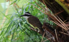 Pitangus sulphuratus