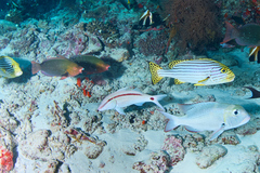 Parupeneus barberinus