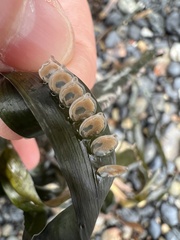 Tritia reticulata