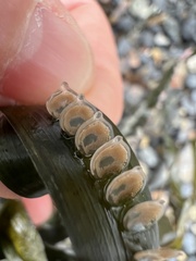 Tritia reticulata