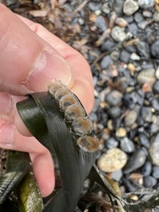Tritia reticulata