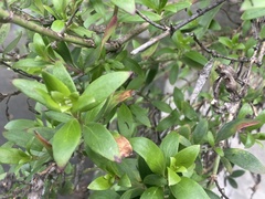Maytenus boaria