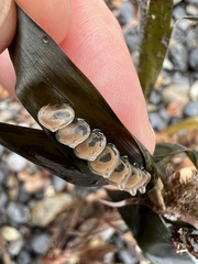 Tritia reticulata