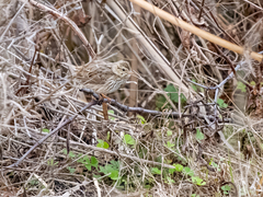Passerculus sandwichensis