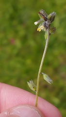 Myosotis discolor discolor