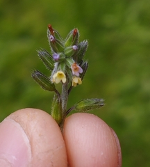 Myosotis discolor discolor