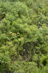Peucedanum ruthenicum