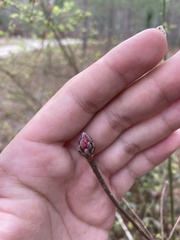 Rhododendron canescens