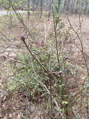 Rhododendron canescens