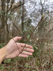 Rhododendron canescens