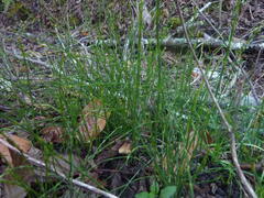 Equisetum bogotense