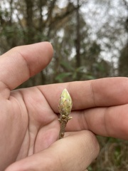 Rhododendron canescens