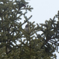 Junco hyemalis