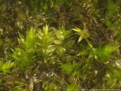 Rhynchostegium serrulatum